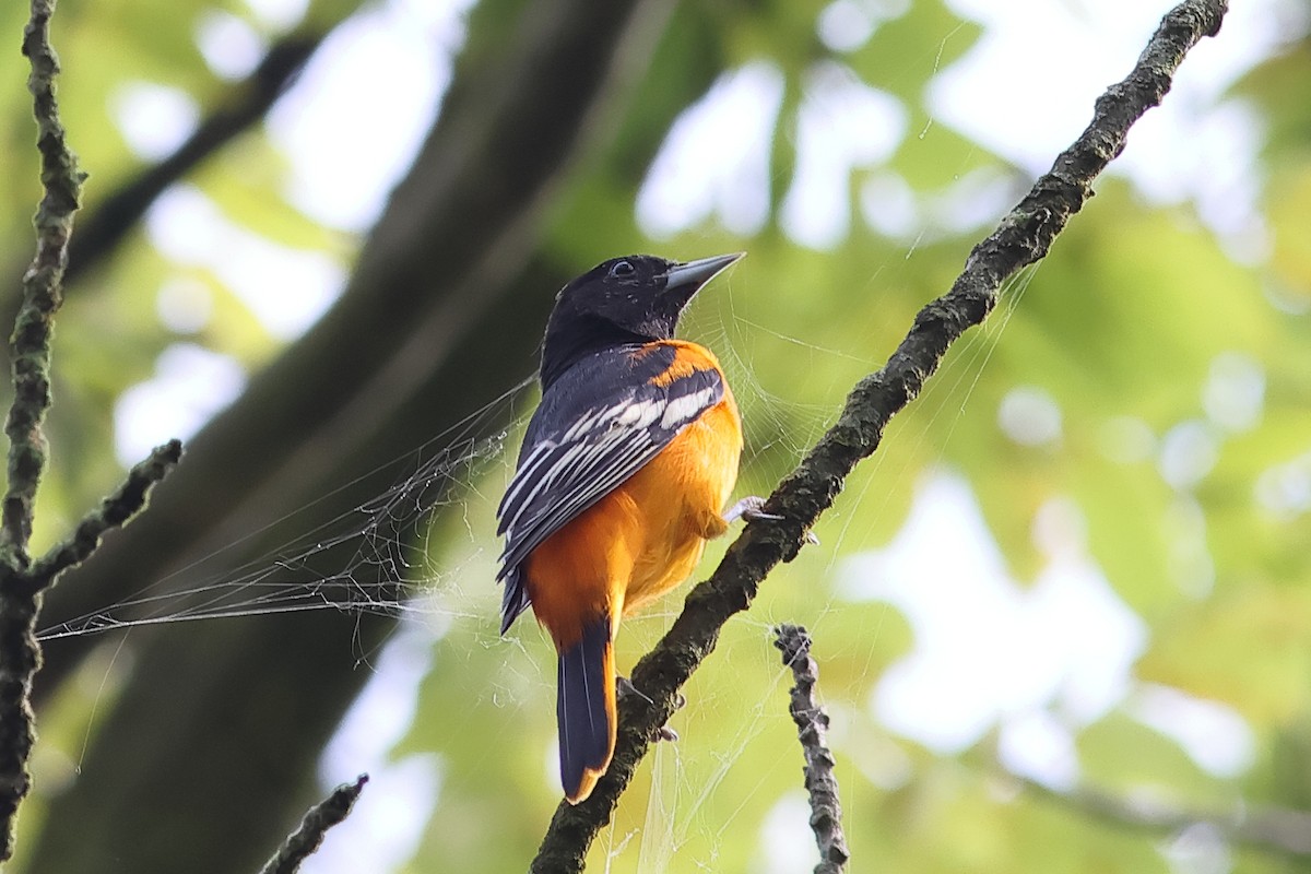 Baltimore Oriole - ML622165032