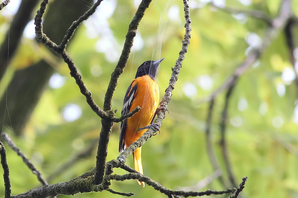 Baltimore Oriole - ML622165033