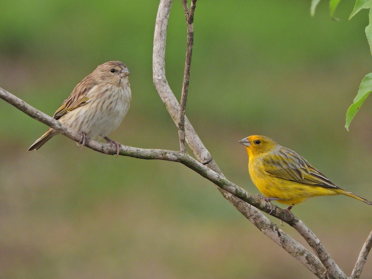 Saffron Finch - Haydee Huwel