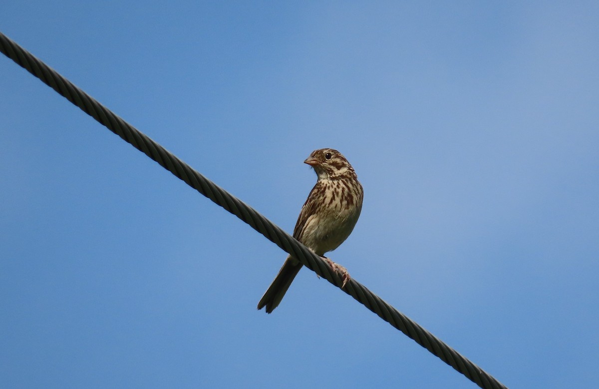 Vesper Sparrow - ML622165079