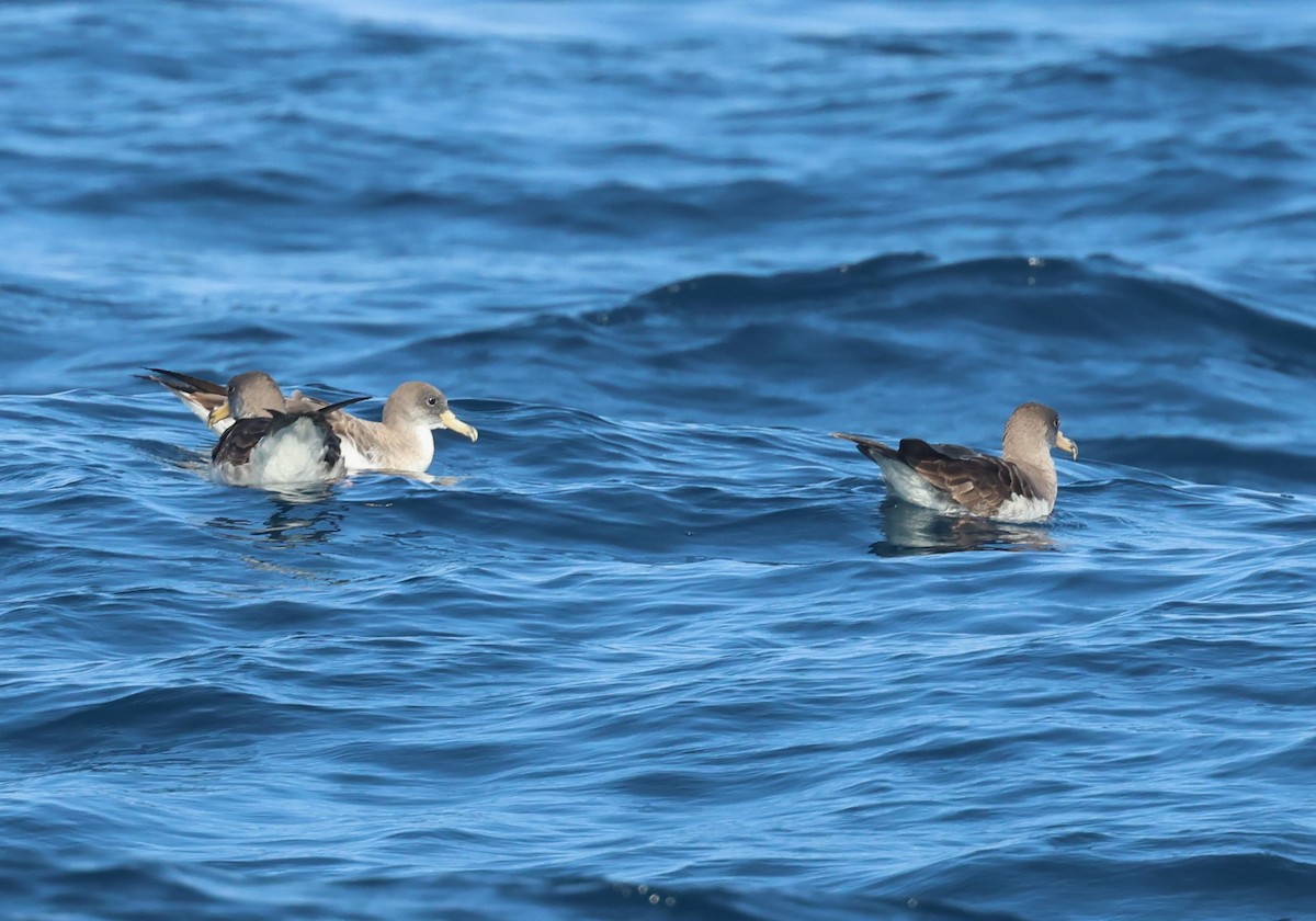 Cory's Shearwater - Faustino Chamizo Ragel