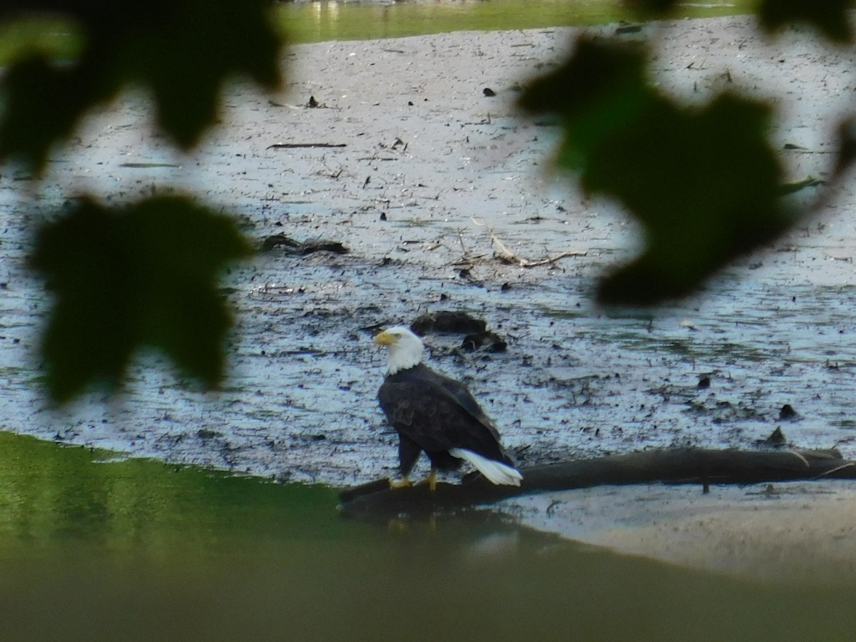 Bald Eagle - ML622165092