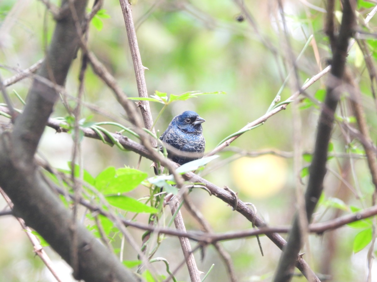 Blue-black Grassquit - Haydee Huwel