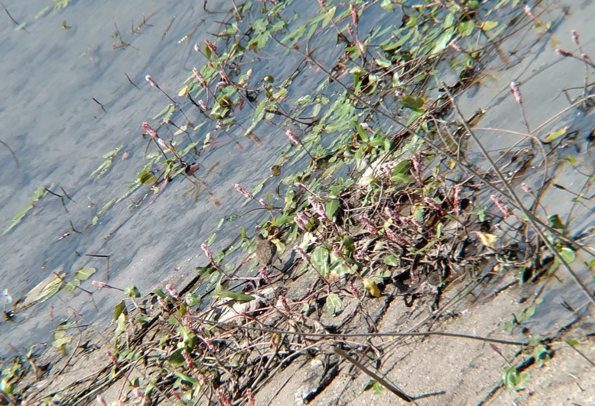 Common Sandpiper - Lucas Andrés Castellano