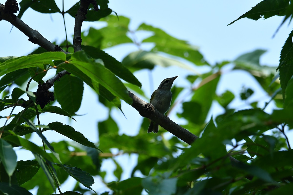 Sakhalin Leaf Warbler - ML622165210