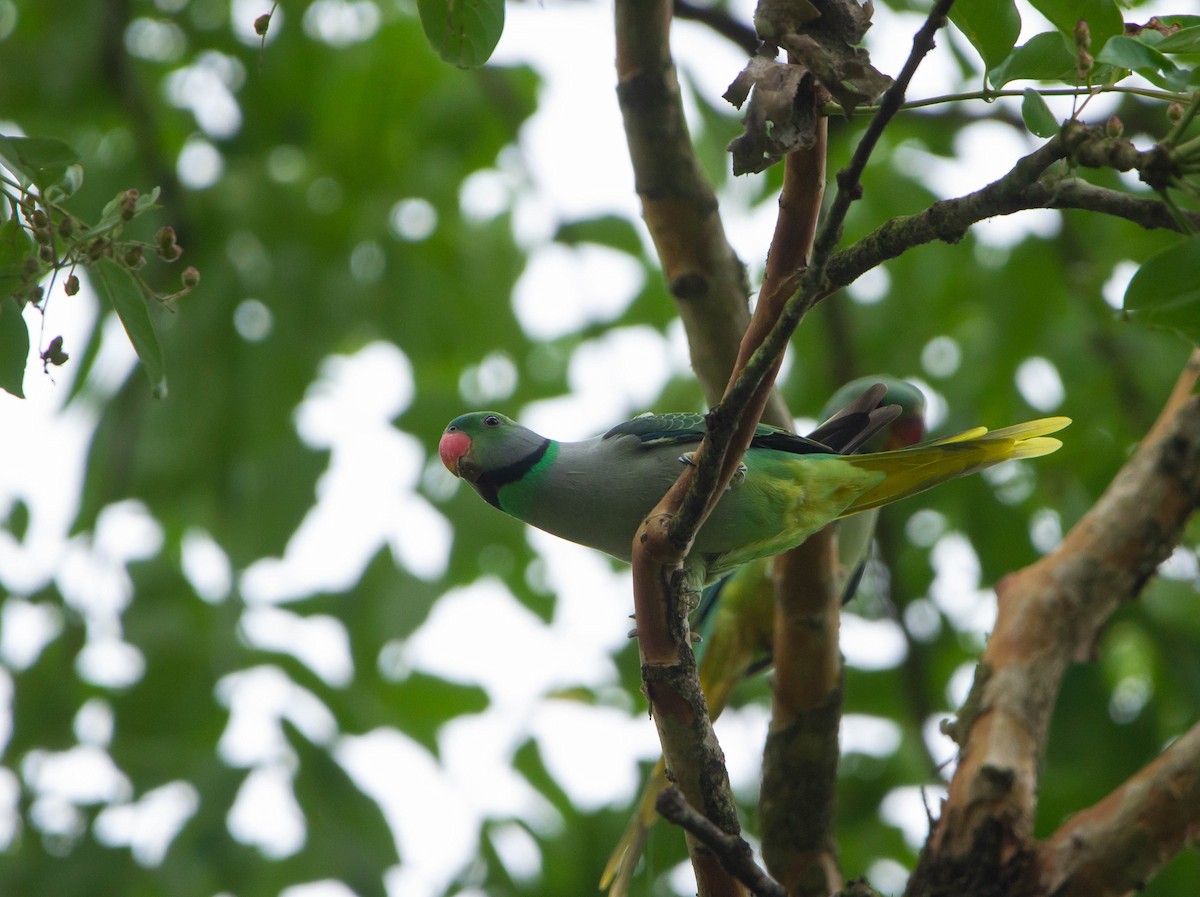 Malabar Parakeet - ML622165238