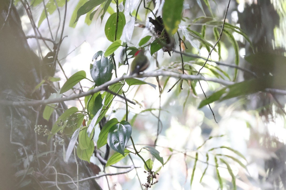 Painted Manakin - ML622165316