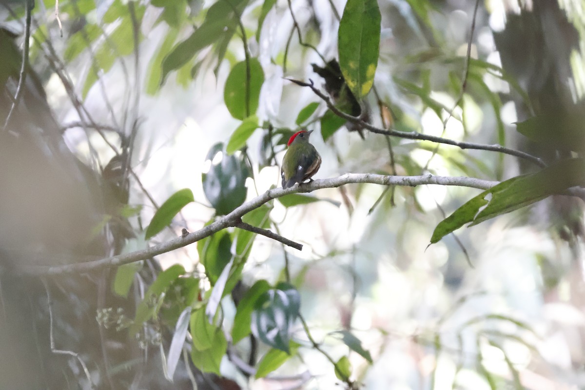 Painted Manakin - ML622165317