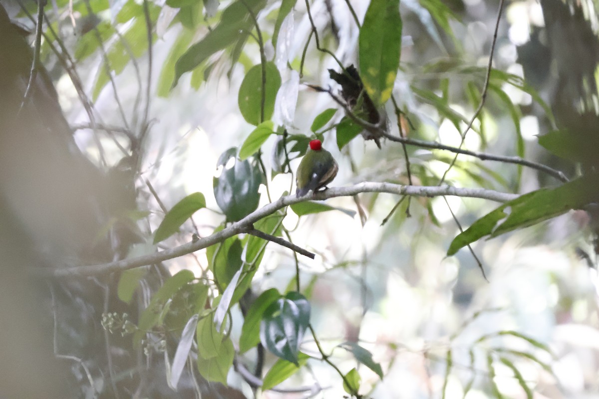 Painted Manakin - ML622165318