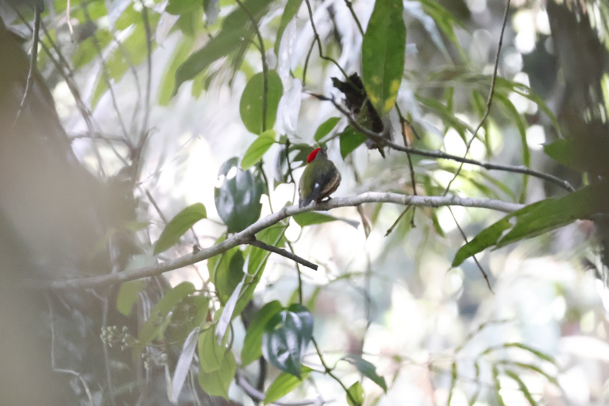 Painted Manakin - ML622165319