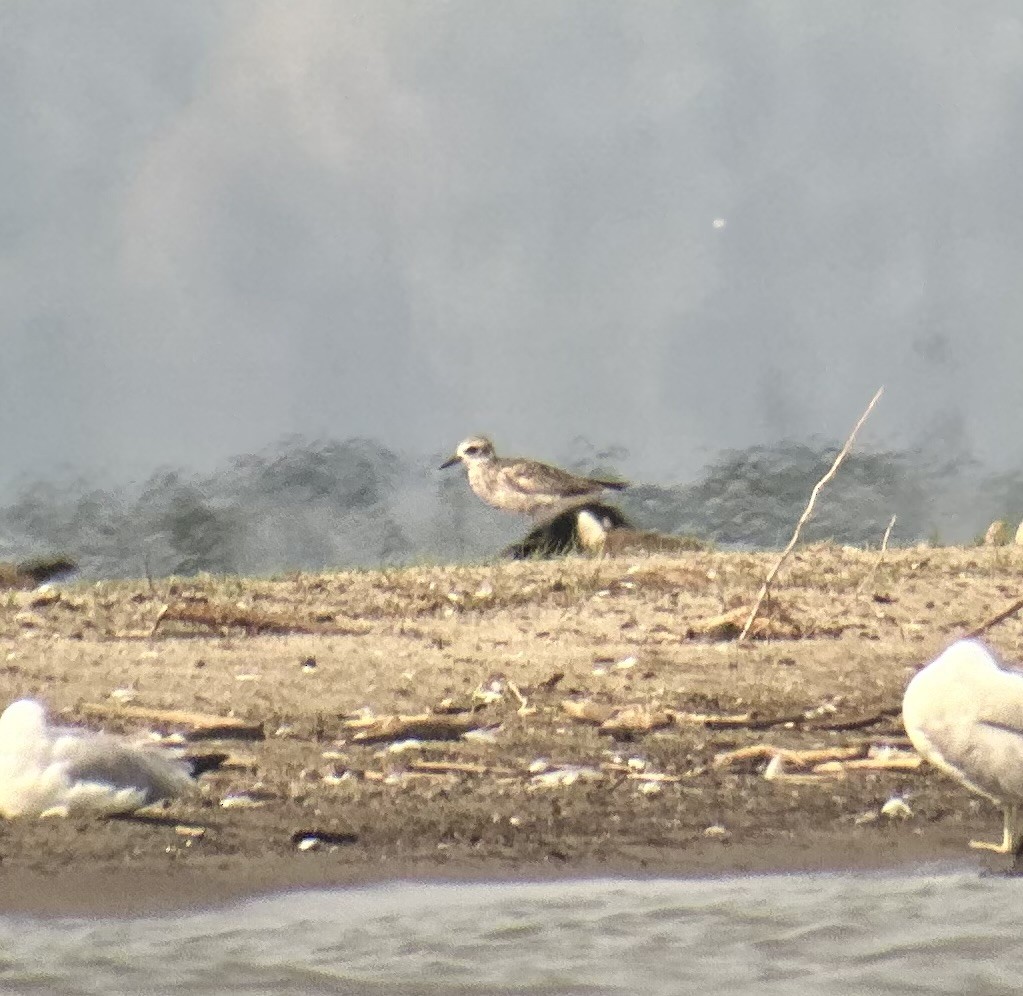 Black-bellied Plover - ML622165404