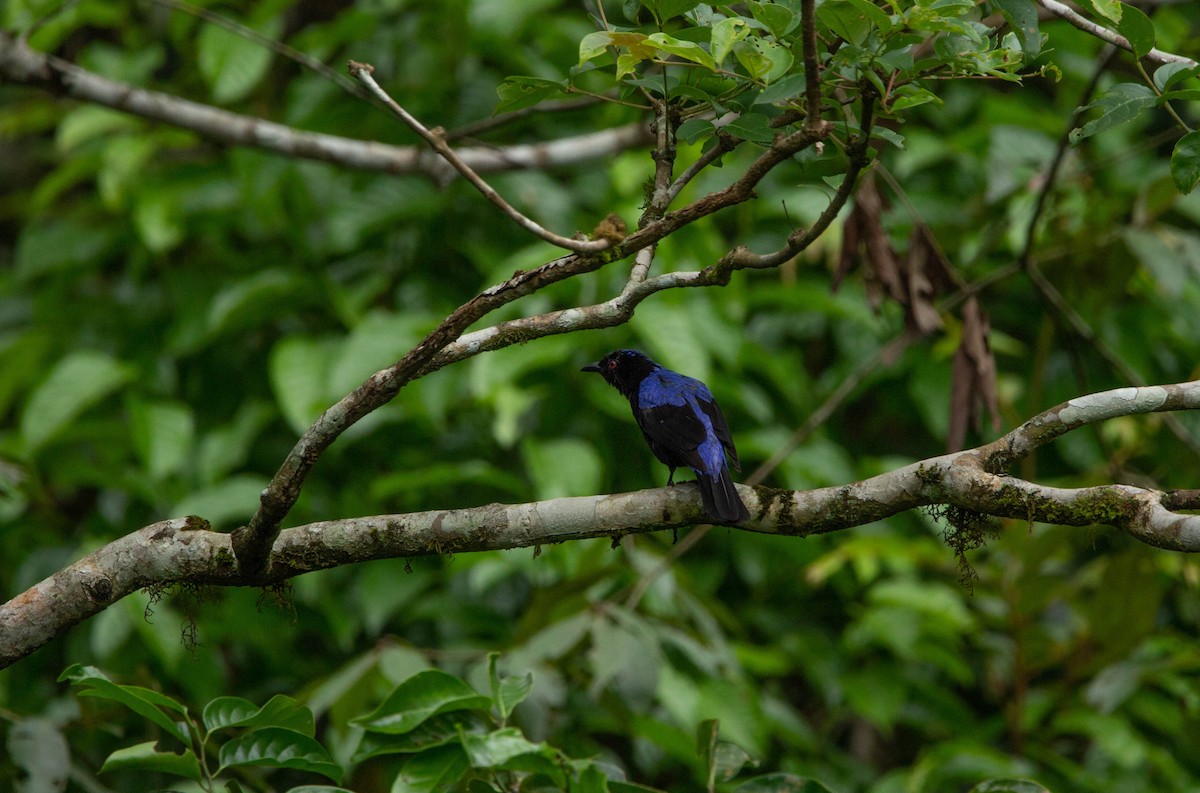 Asian Fairy-bluebird - ML622165411