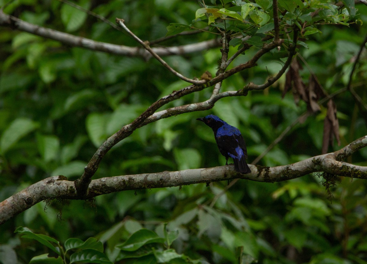 Asian Fairy-bluebird - ML622165412