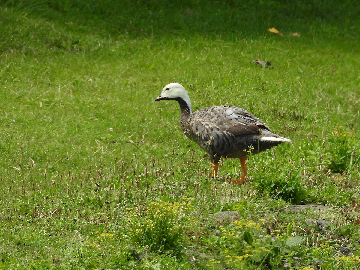 Emperor Goose - ML622165573