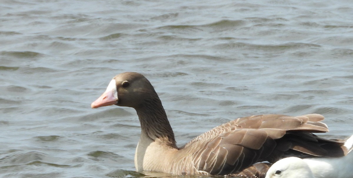 Greater White-fronted Goose - ML622165634