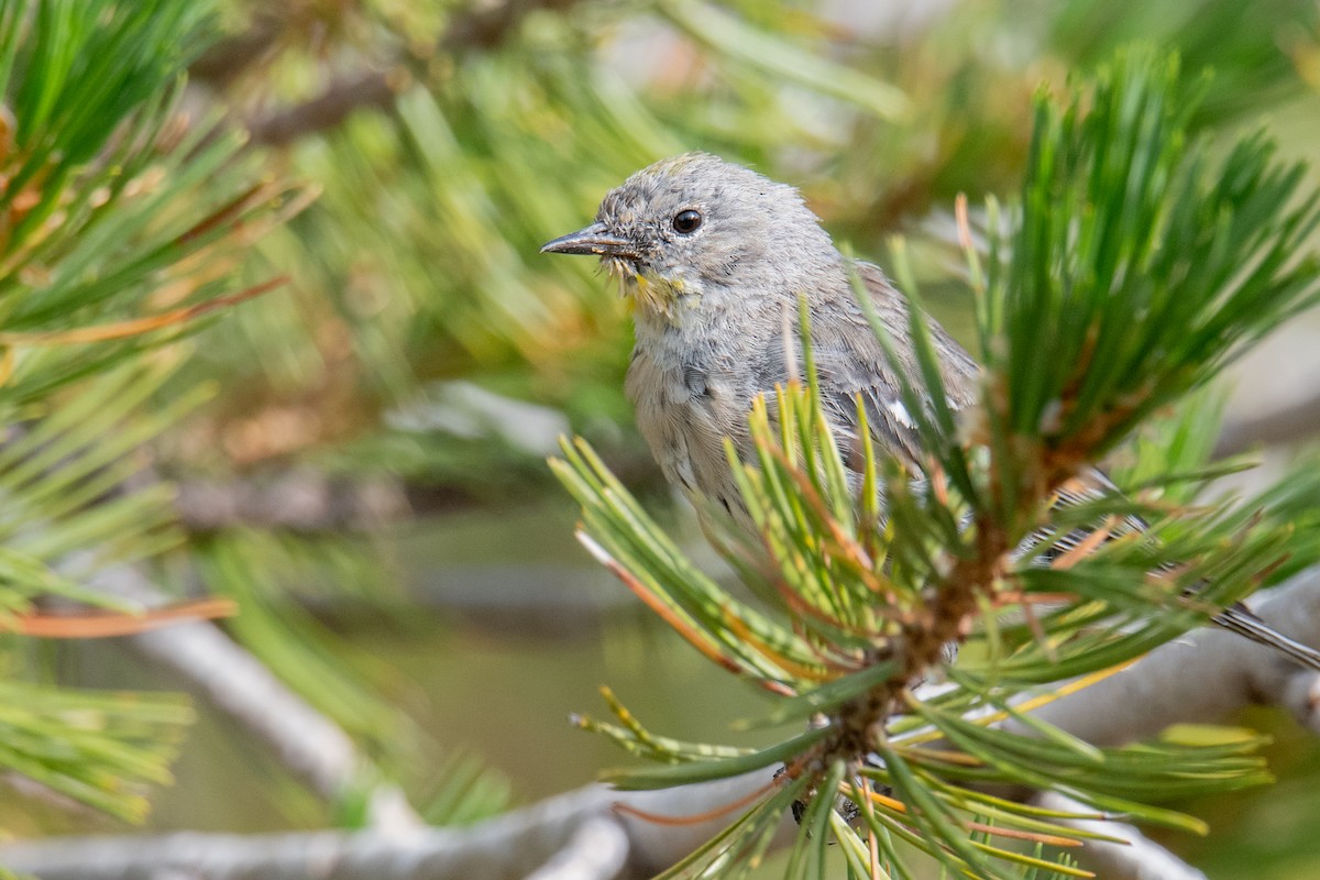 Yellow-rumped Warbler (Audubon's) - ML622165690