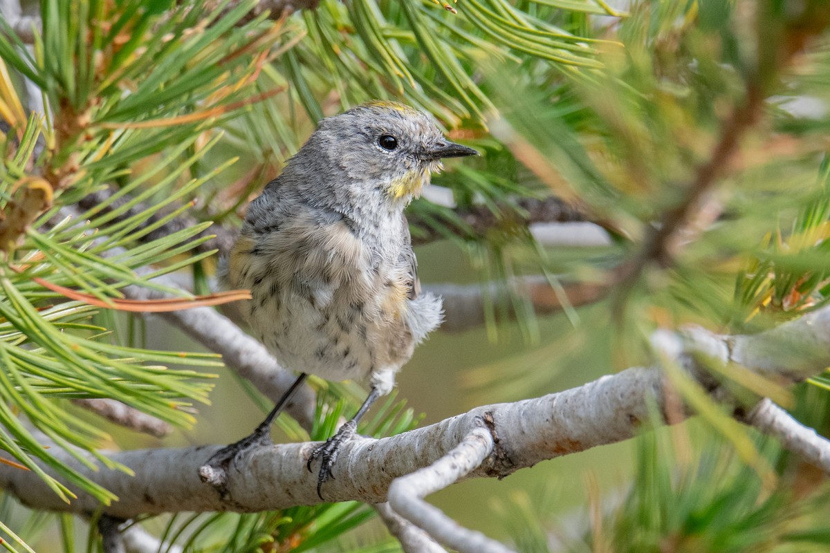 Yellow-rumped Warbler (Audubon's) - ML622165692