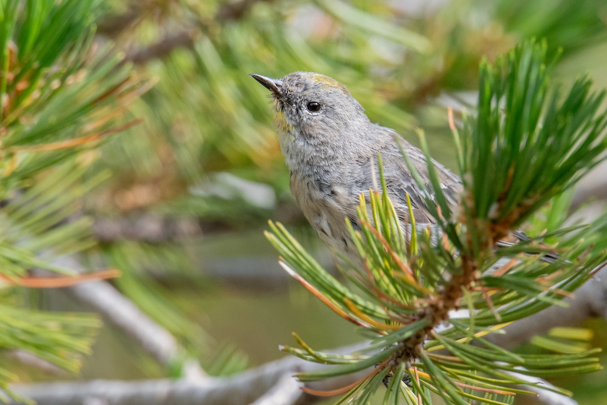 Yellow-rumped Warbler (Audubon's) - ML622165693