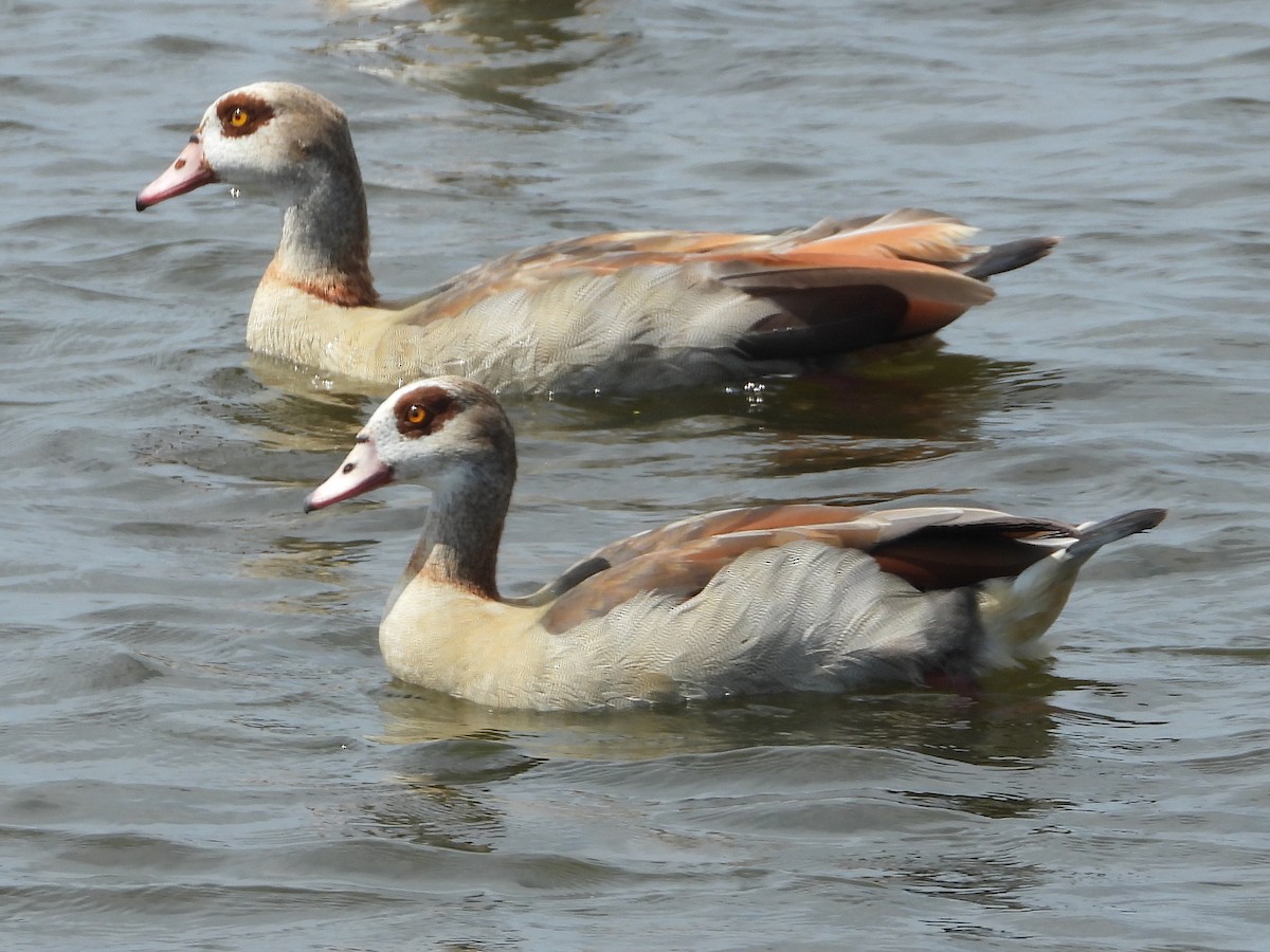 Egyptian Goose - ML622165718