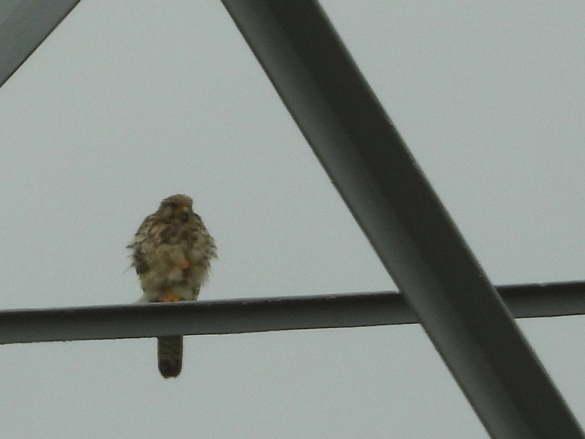 Eurasian Kestrel - ML622165780