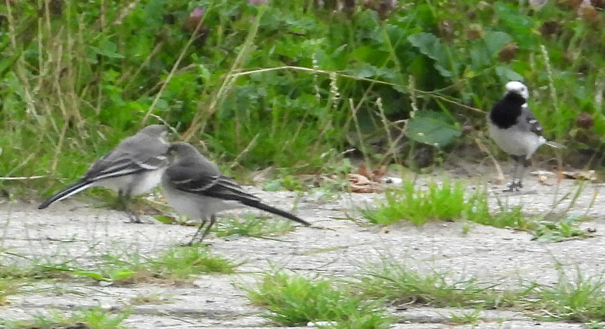 White Wagtail - ML622165793