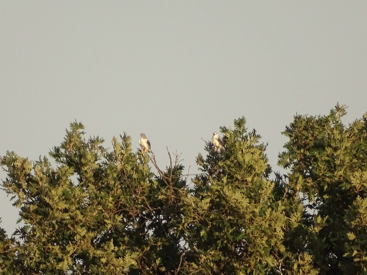 Black-winged Kite - ML622165797