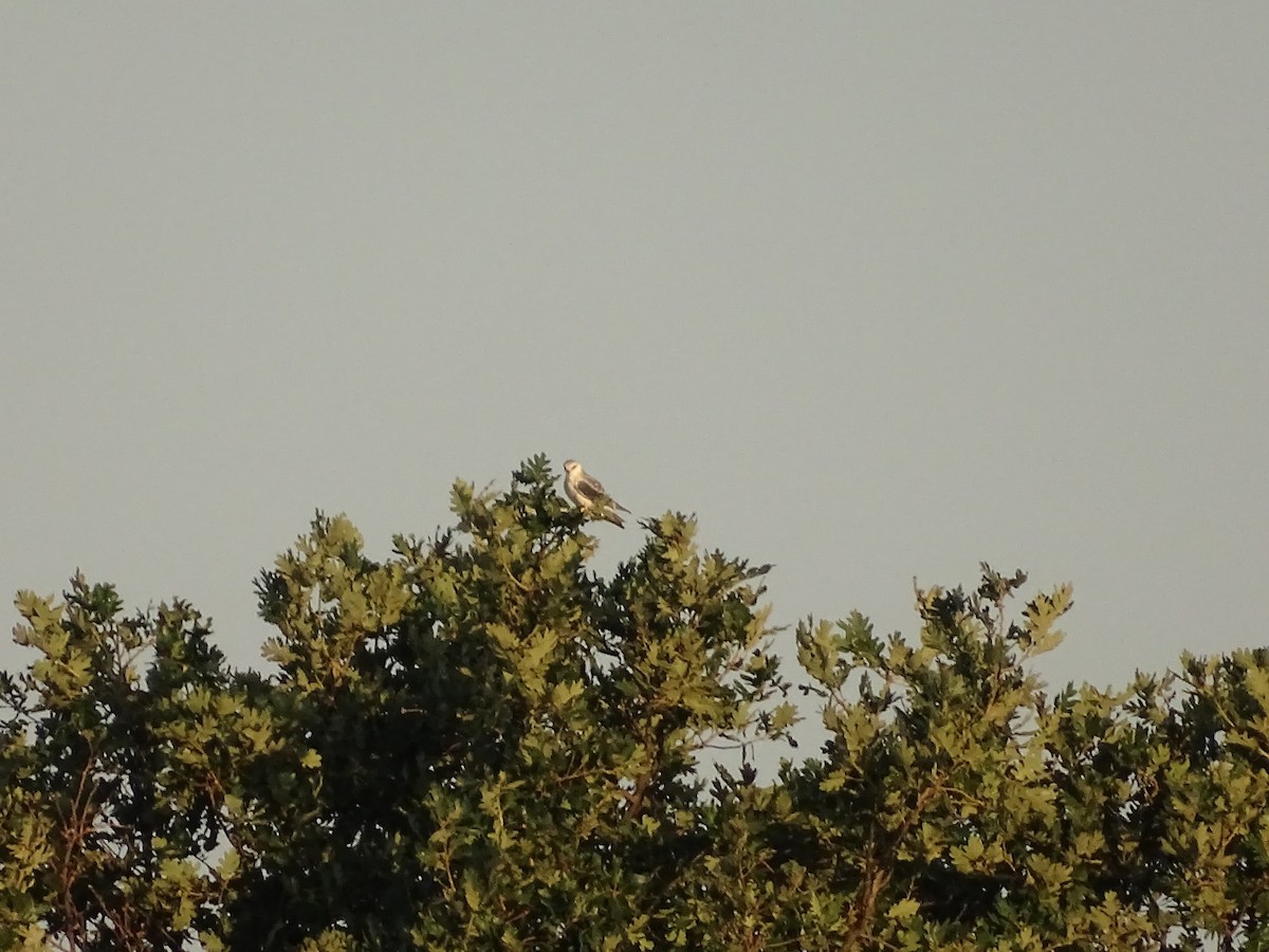 Black-winged Kite - ML622165800