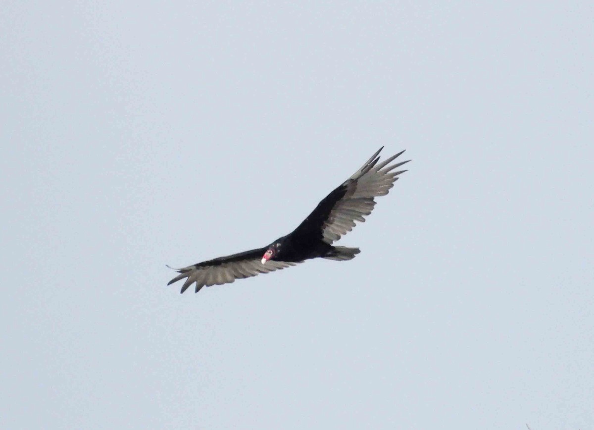 Turkey Vulture - ML622165804