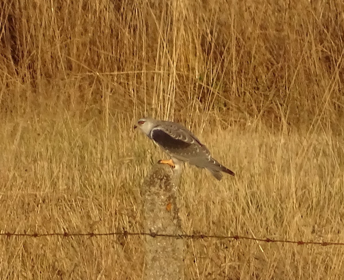 Black-winged Kite - ML622165807