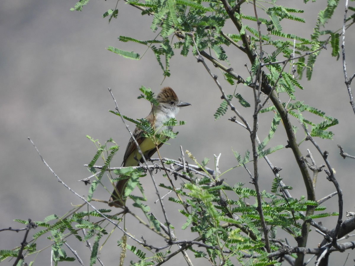 Brown-crested Flycatcher - ML622165814