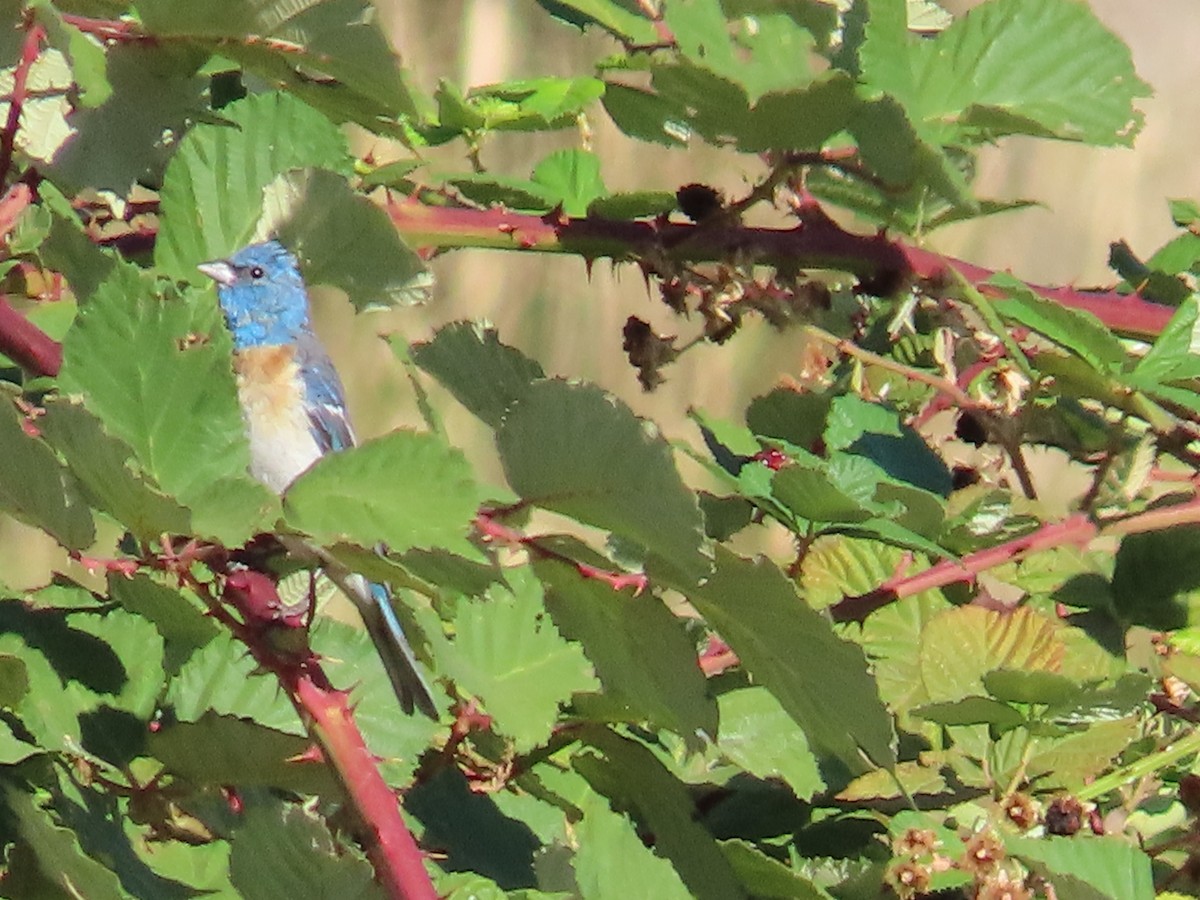 Lazuli Bunting - Sharon Rasmussen