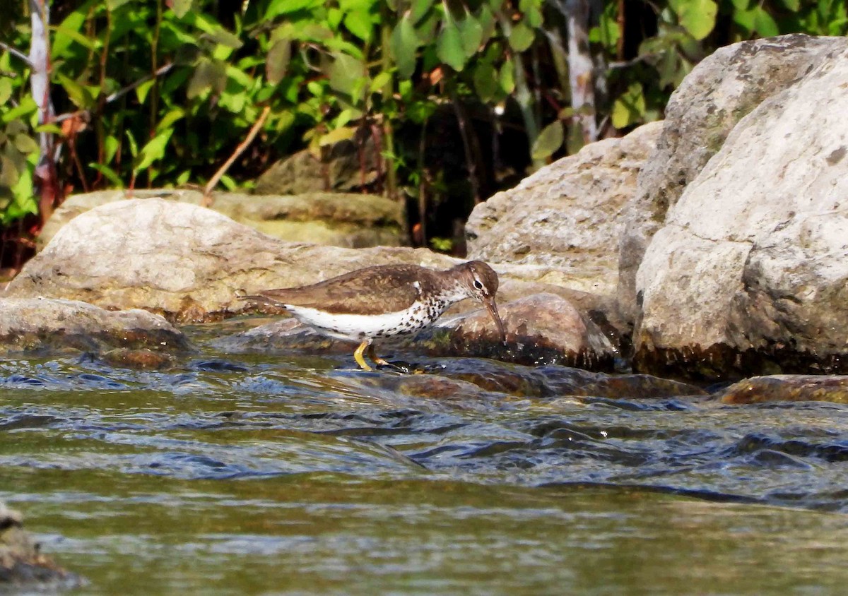 Spotted Sandpiper - ML622165816