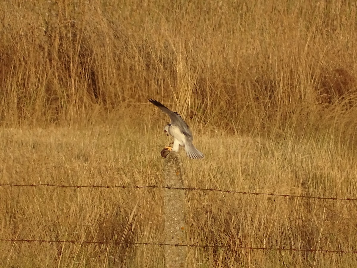 Black-winged Kite - ML622165817