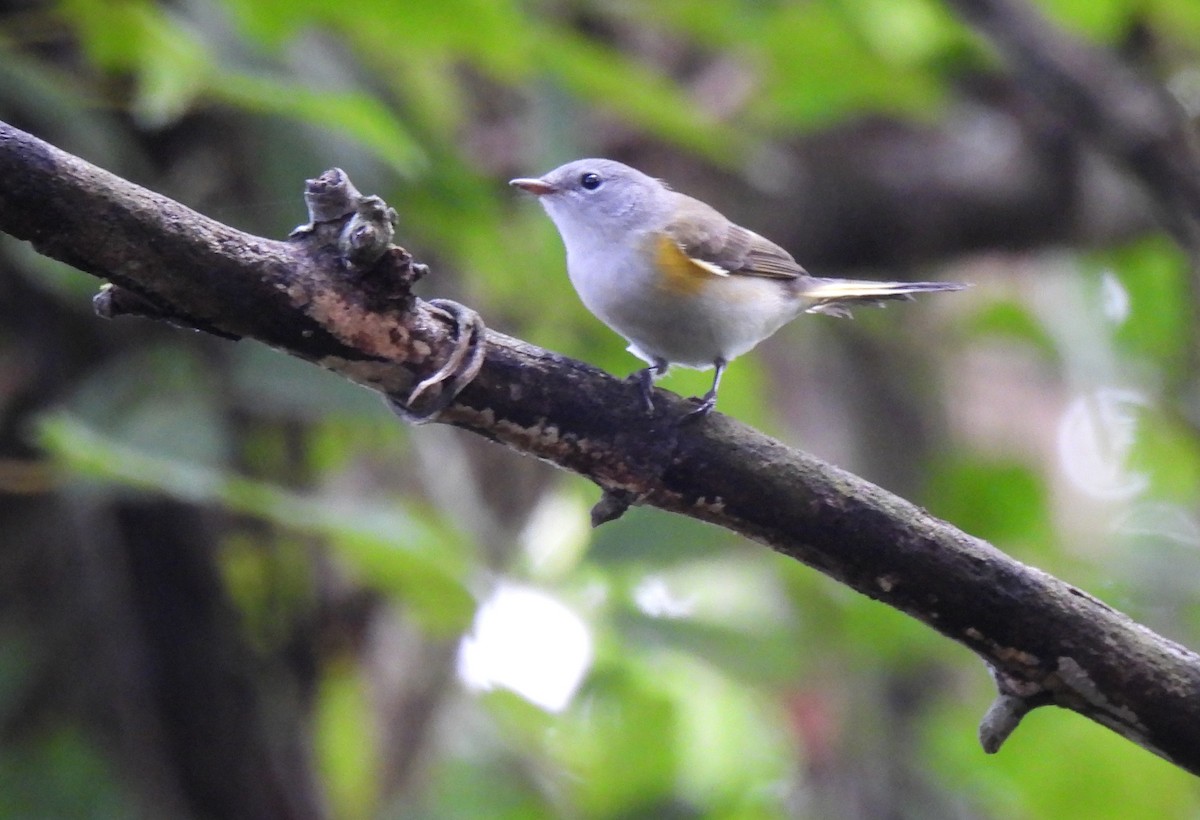 American Redstart - ML622165819