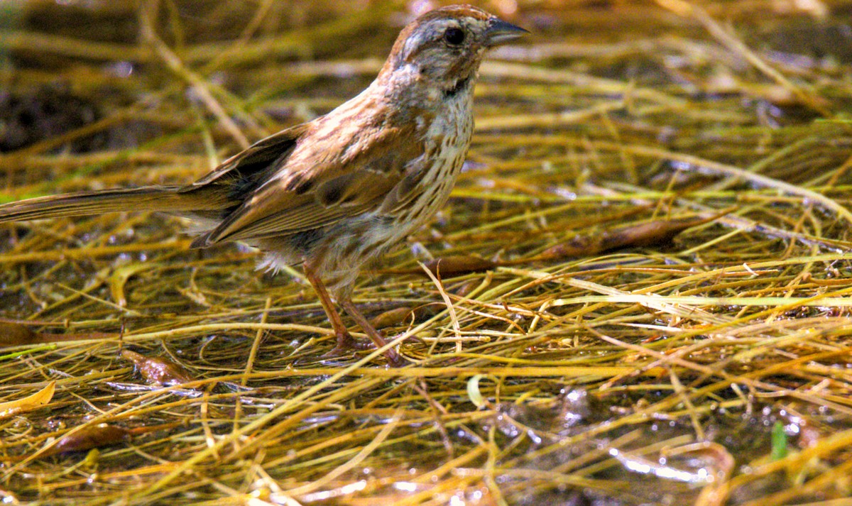 Song Sparrow - ML622165821