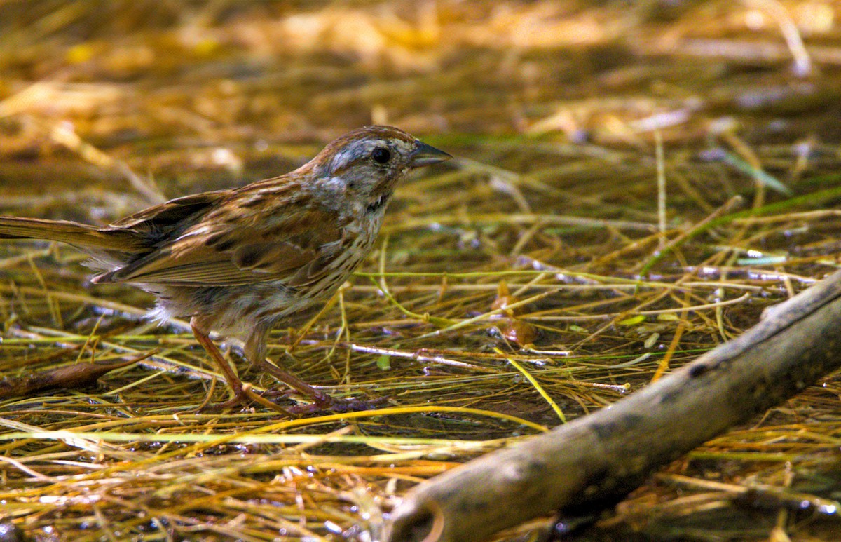 Song Sparrow - ML622165822