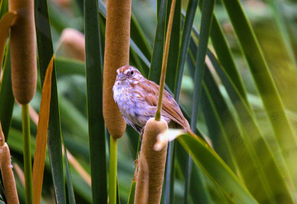 Song Sparrow - ML622165823