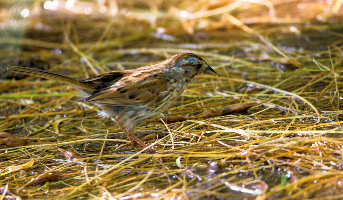 Song Sparrow - ML622165824