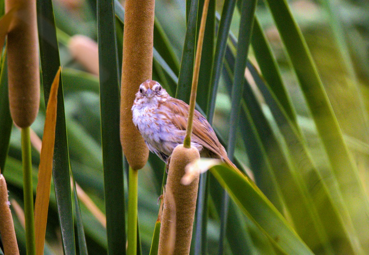 Song Sparrow - ML622165825