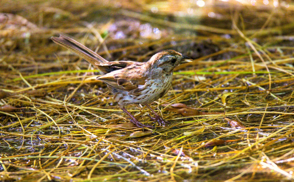 Song Sparrow - ML622165826