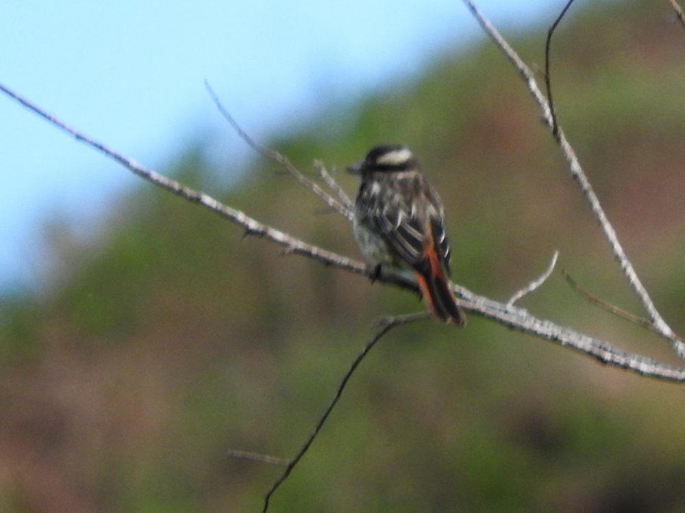 Variegated Flycatcher - ML622165828