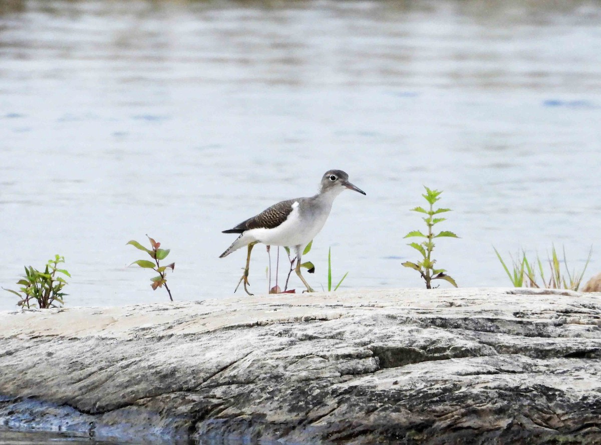 Spotted Sandpiper - Marc Belliard