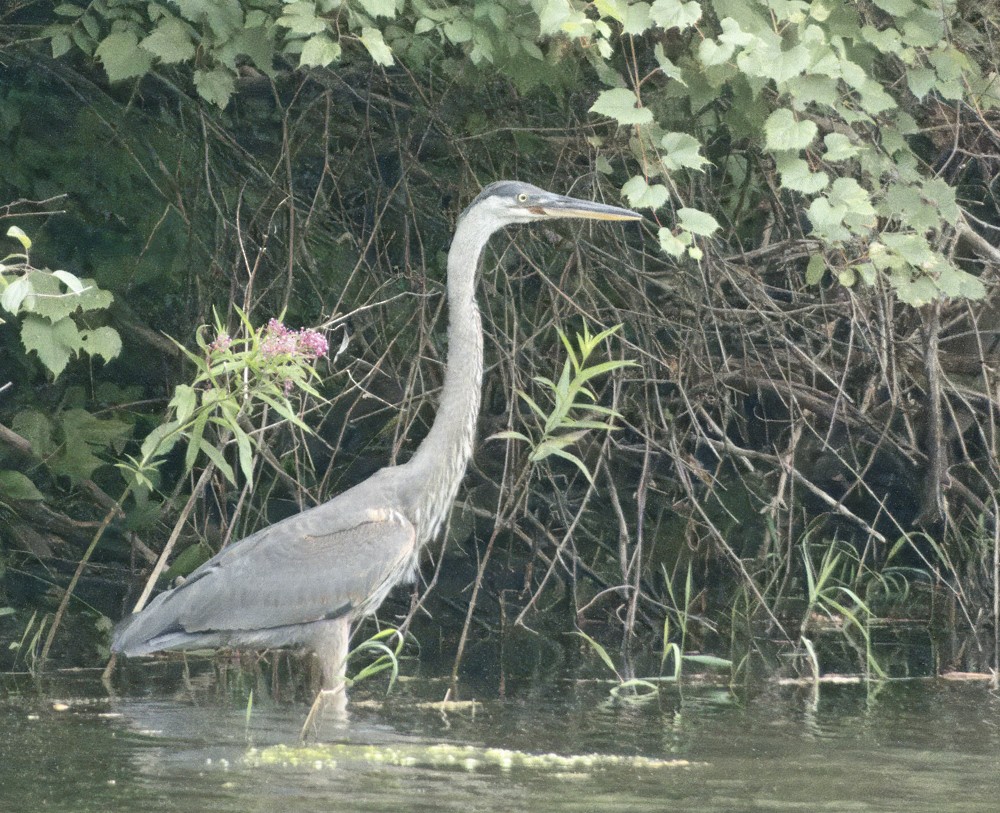 Great Blue Heron - ML622165830