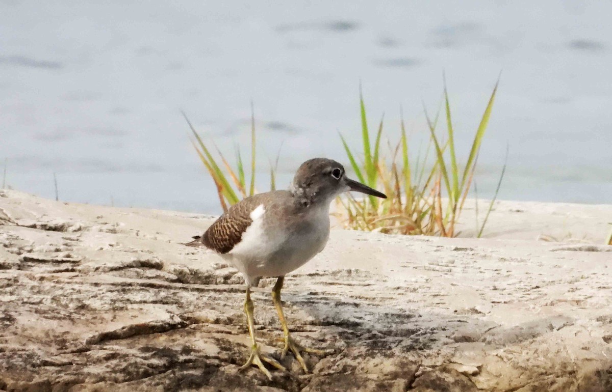 Spotted Sandpiper - ML622165832