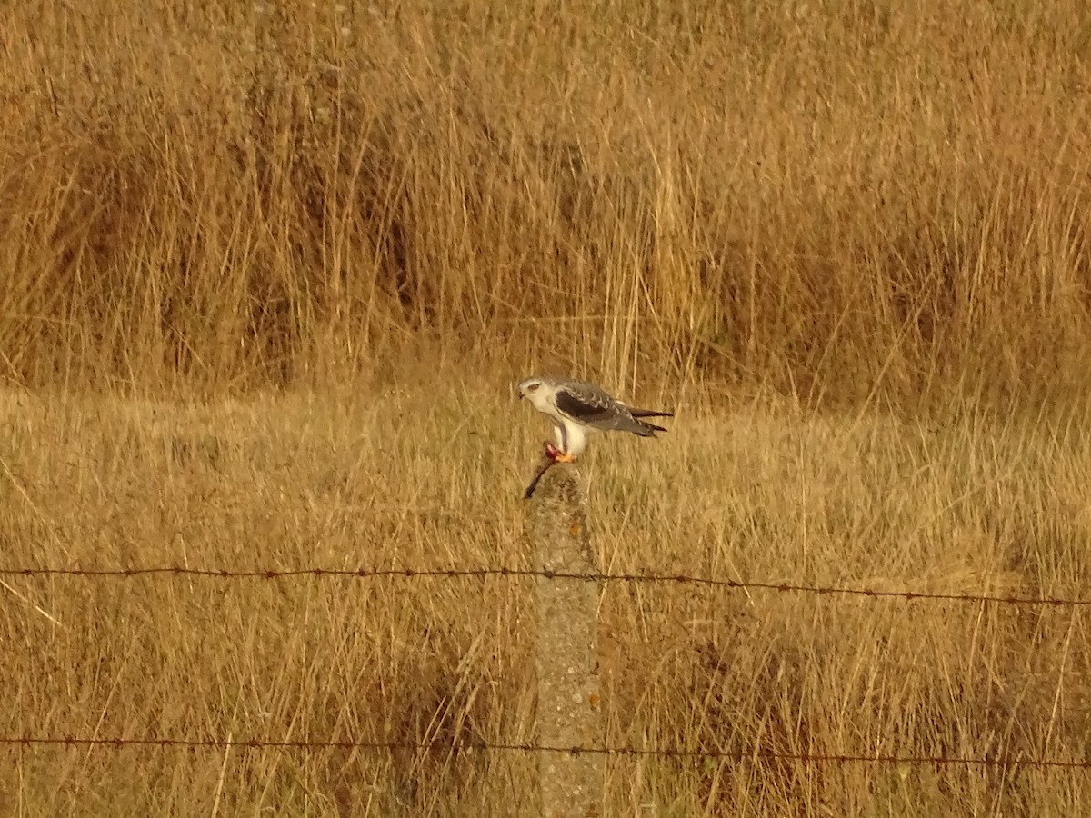 Black-winged Kite - ML622165833