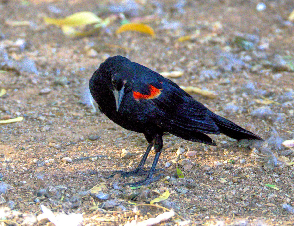 Red-winged Blackbird - ML622165834