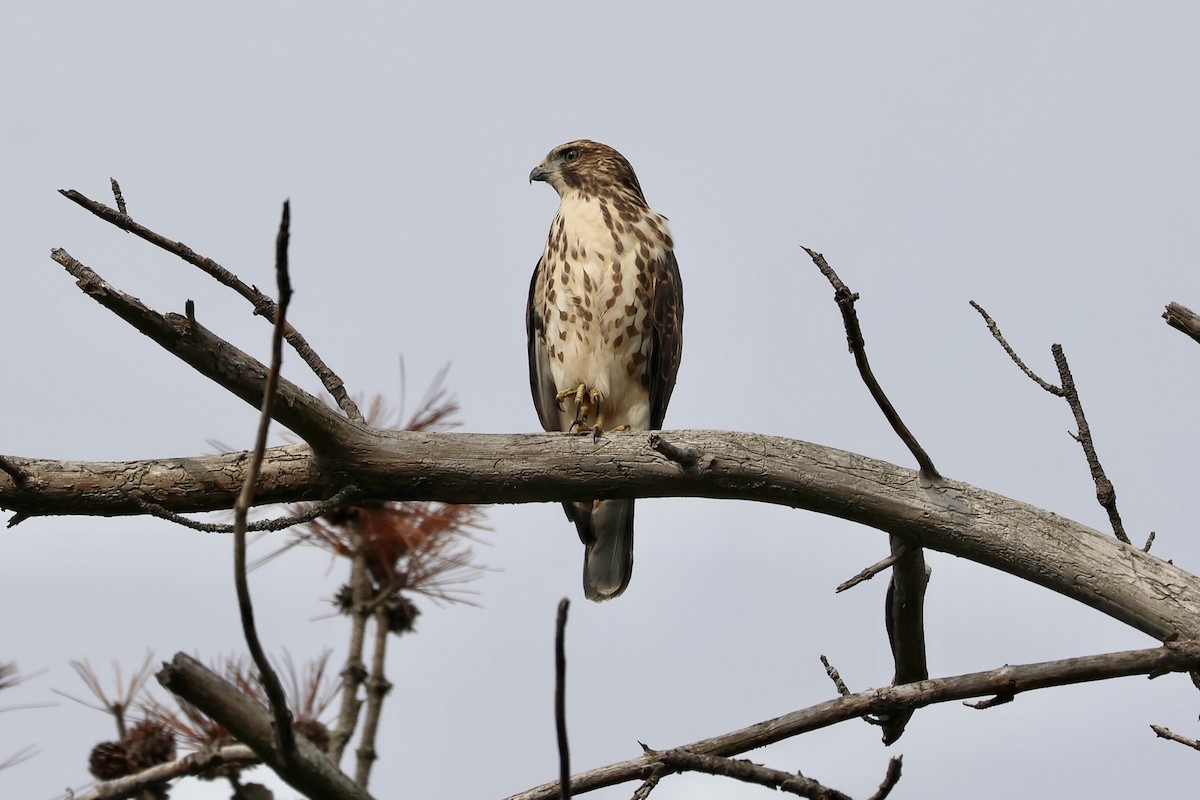 Red-tailed Hawk - ML622165835