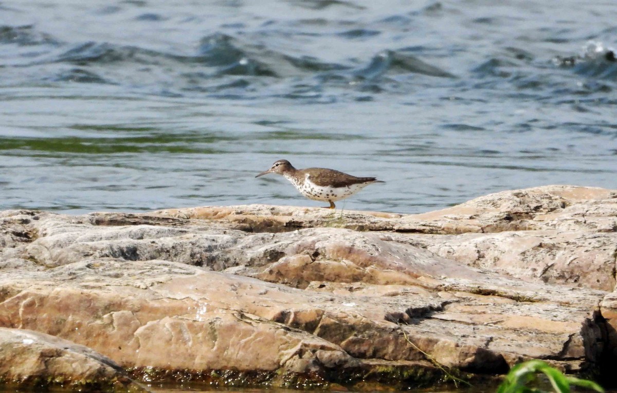 Spotted Sandpiper - ML622165836