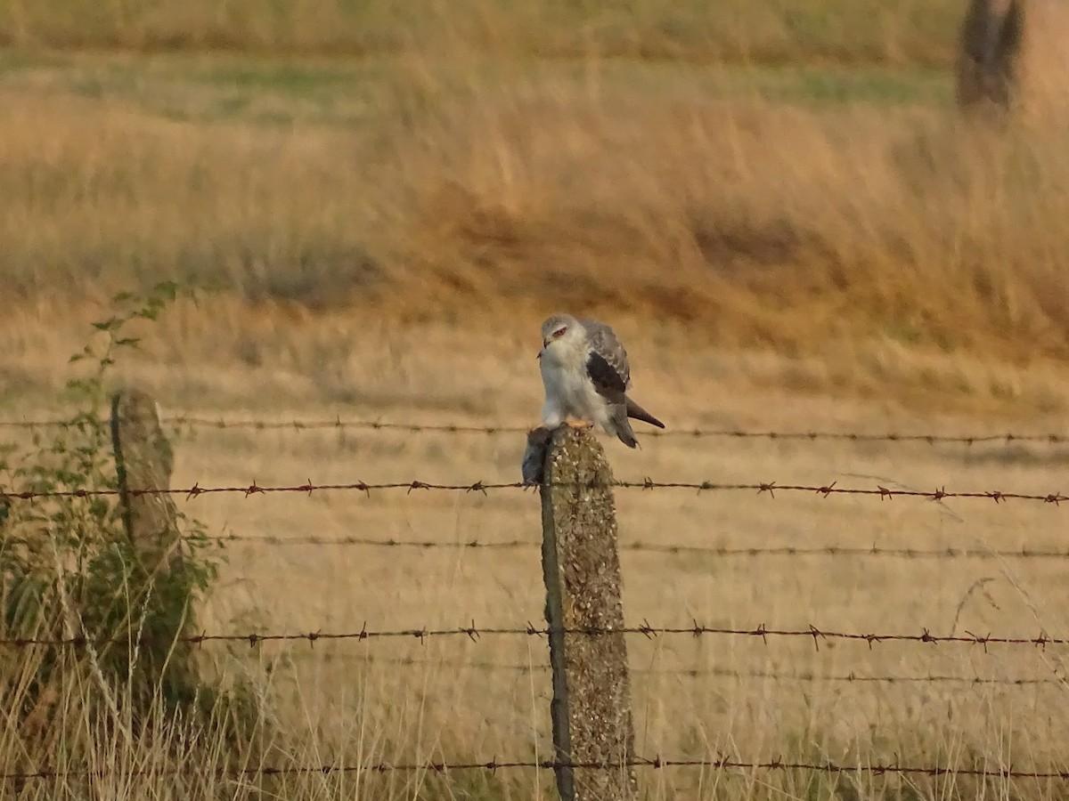 Black-winged Kite - Jesús Ruyman Gómez Nieto