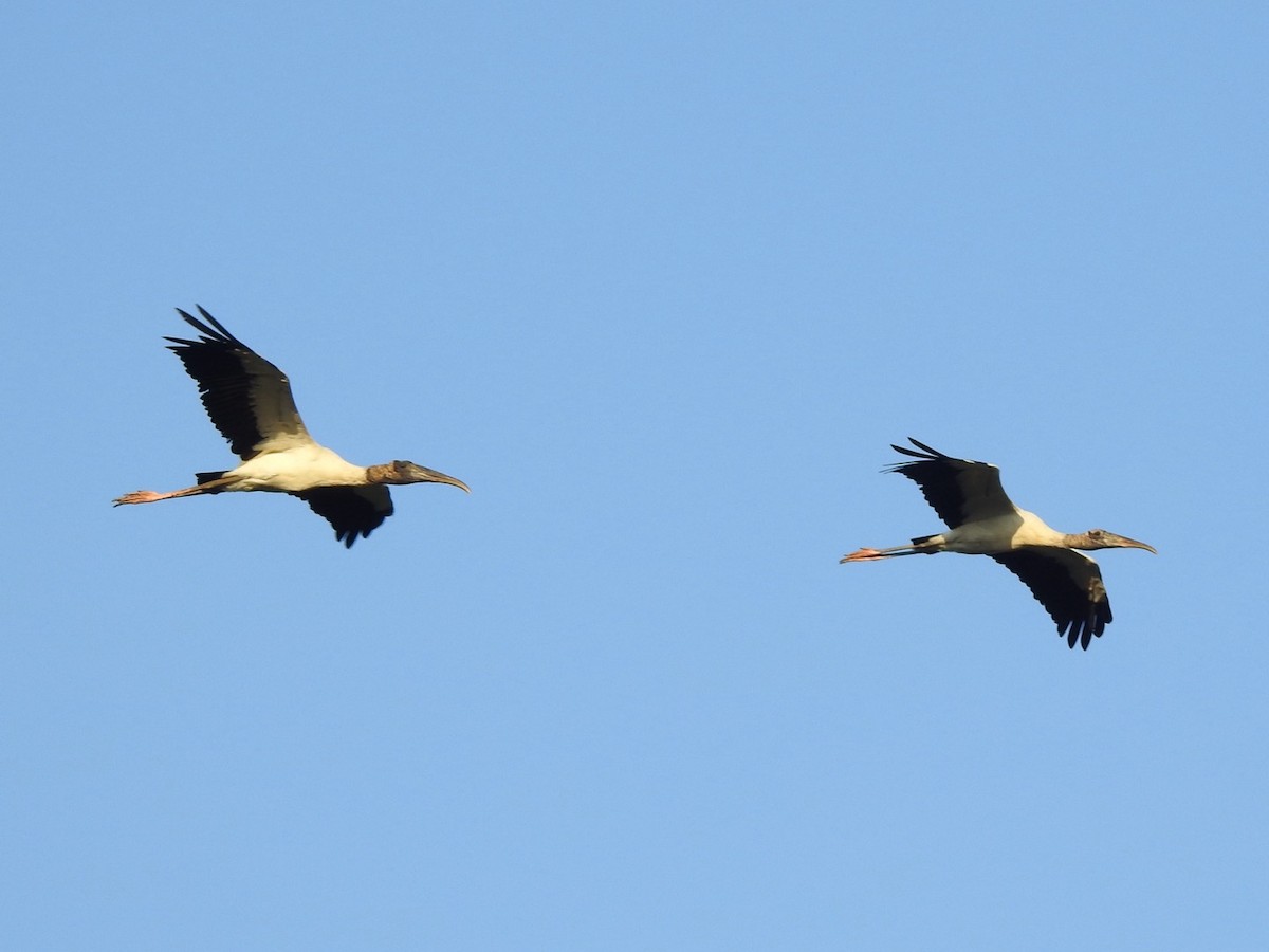 Wood Stork - ML622165839